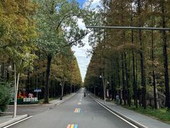 -日照海滨国家森林公园