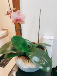 -演员的秘密·皮肤管理