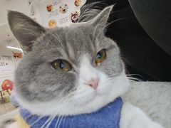 -柴迷FANS CLUB·柴犬狗咖·猫咖