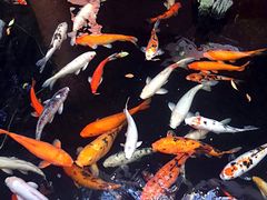 -荔城生鲜盛宴(番禺旗舰店)