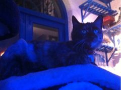 猫猫-Sirena海妖日咖夜酒