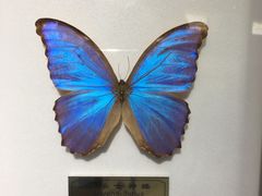 -上海昆虫博物馆