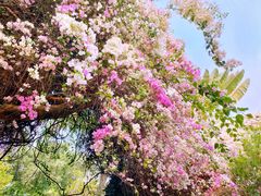 -深圳国际园林花卉博览园