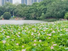 -荔湾湖公园