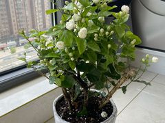 -循礼门鲜花花市(武汉循礼门店)