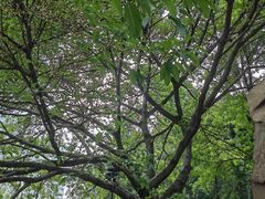 -成都市活水公园