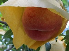 -老袁家蜜桃农场·阳山水蜜桃