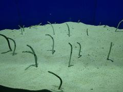 -上海海洋水族馆