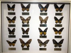 -上海昆虫博物馆