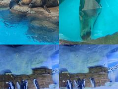 -海合安成都极地海洋公园