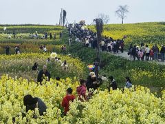 -三圣花乡旅游区