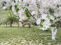 -海棠花溪(元大都城垣遗址公园)