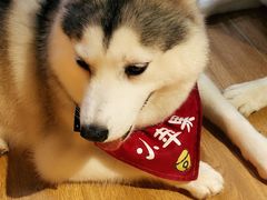 -Husky Go! 哈士奇体验馆·宠物咖啡厅狗咖