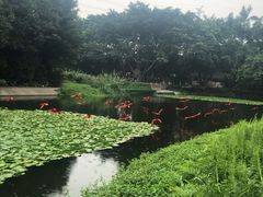 -广州长隆飞鸟乐园