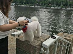 -超宠爱宠物摄影-Super pet
