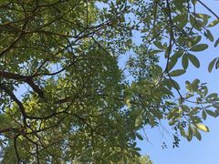 -皇鸽餐厅(龙塘店)