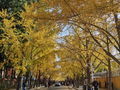 -三里屯东五街银杏大道