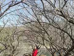 -广州市流溪河国家森林公园