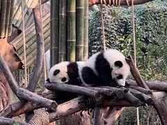 -成都大熊猫繁育研究基地
