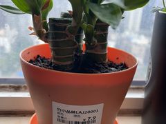 -鹿岛会员店 (龙湖三千集天街店)