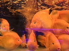 -中环花鸟鱼虫市场