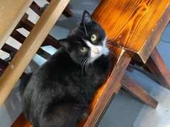 -新疆狼爷烤肉(宋庄店)