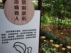 -金花茶公园
