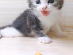 -十年猫舍·猫咪专门店(普陀店)