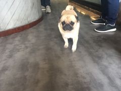 -MOLLY'S萌宠生活馆