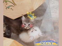 -楼上猫咖(罗湖店)