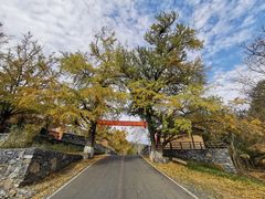 -千年银杏谷文化旅游区