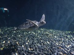 -海合安武汉极地海洋公园