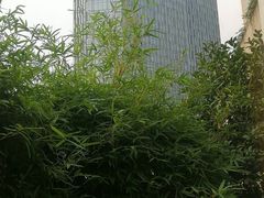 -南京金陵饭店