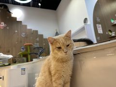 -COLOR PETS 撸猫馆·购猫·猫咖(长风大悦城店)