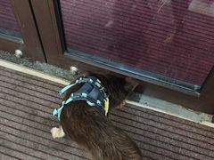 -爱妮康宠物医院·干细胞免疫细胞·肿瘤·心脏(张江店)