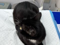 -博特宠物医院24h犬猫全科.骨科·异宠