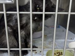 -达爱动物医院·犬猫分区·CT·复杂眼科(远洋山水分院)