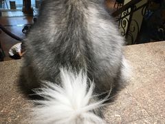 -more than meow吴止猫主题餐厅(承德 中船汇店)