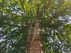 -成都市活水公园