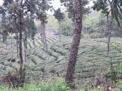 -黄陂区野村谷景区