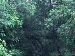 -北京西山国家森林公园