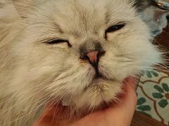 -猫猫幼稚园·撸猫·桌游·电玩