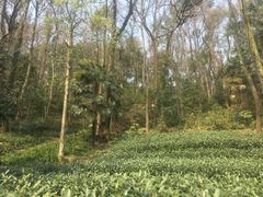 -嘉龙茶庄