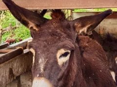 -元鼎宝驴香·全驴宴(江宁店)