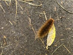 -峡谷浮石林景区