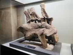 -世界恐龙谷景区