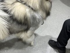 -心仪动物医院·牙专科·肿瘤·心脏科(西客站院)