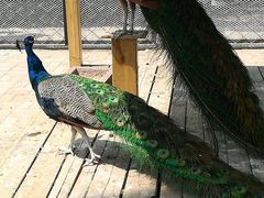 -长白岛森林公园