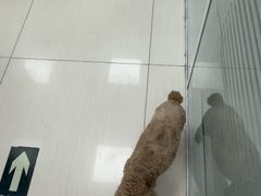 -全心全意连锁动物医院·微创中心·内科急重症·心脏专科(丰管路店)