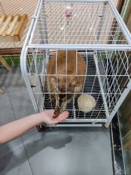 -Moni星球萌宠·小马宝莉·灵蛇·高端高阶全萌宠互动体验俱乐部(红豆国际广场店)